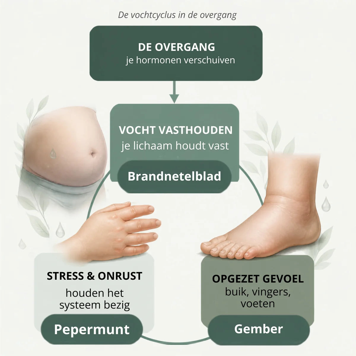 De vochtcyclus in de overgang: je hormonen verschuiven, je lichaam houdt vocht vast (brandnetelblad), dat geeft een opgezet gevoel in buik, vingers en voeten (gember), en stress houdt datzelfde systeem bezig (pepermunt)