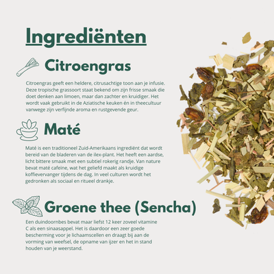 Focus - Groene Thee met Citroengras en Maté voor Helderheid