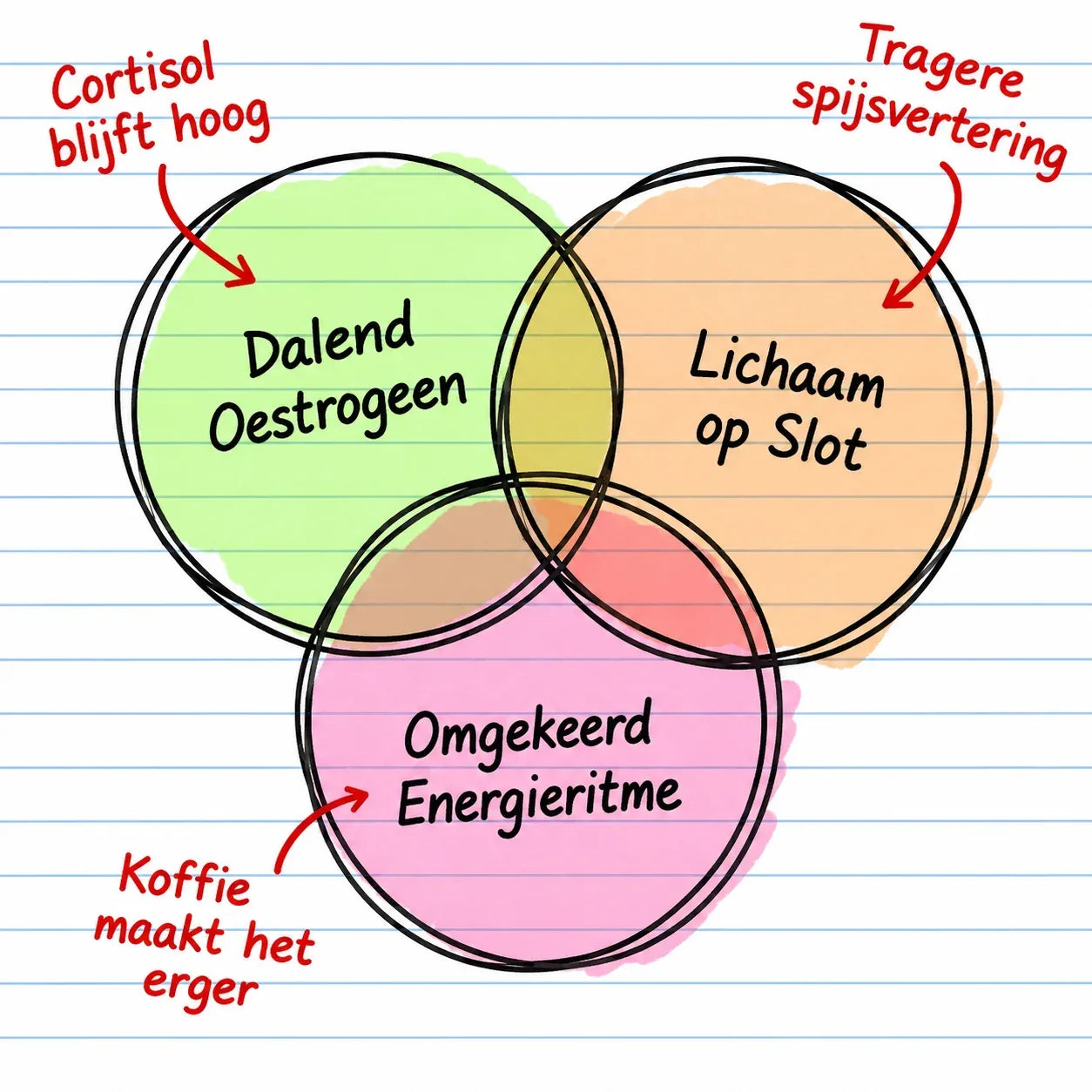 Cortisol, spijsvertering en energie grijpen in elkaar